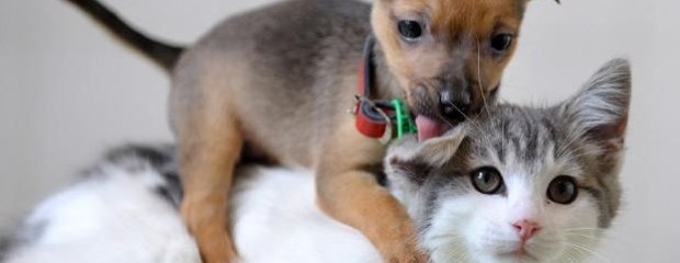 Veterinary Pet Insurance athenahealth